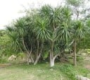 Dracaena cochinchinensis Seeds 5 pcs Tropical Tree Dracaena with Green Sword-like Leaves for Indoor and Greenhouse Cultivation 2