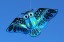Dragon zburător - bufniță 110 cm în mai multe culori 17
