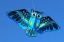 Dragon zburător - bufniță 110 cm în mai multe culori 2