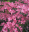 Drieň kvetnatý Cornus florida odroda Rubra opadavý ker Jednoduché pestovanie vonku 10 ks semienok 2