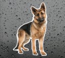 Duitse herder autosticker 7