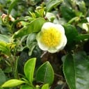 Duże opakowanie nasion herbaty Camellia sinensis Darjeeling 100 sztuk kwitnący wiecznie zielony krzew do siewu masowego i uprawy w doniczkach 1