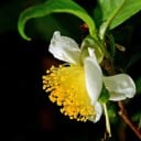 Duże opakowanie nasion herbaty Camellia sinensis Darjeeling 100 sztuk kwitnący wiecznie zielony krzew do siewu masowego i uprawy w doniczkach 2