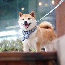 Écharpe en coton pour chiens 3