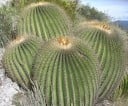 Echinocactus Platyacanthus Obří Hordó alakú Kaktus 5 db Zöld Kaktus Sárga Ostorokkal Otthoni és Kerti Neveléshez 2