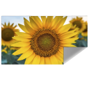 Ecran de proiecție pliabil 130" 16:9 290x160 cm Material reflexiv Luminozitate ridicată LED 3D Cinema acasă Training Conferințe Prezentări 3