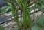 Ehető hibiszkusz magok Okra bordó könnyen termeszthető bent, szabadban, virágágyásban, cserépben Ehető hibiszkusz mag 10 db 1