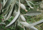 Elaeagnus angustifolia wąskolistna. Łatwa w uprawie na zewnątrz. 60 nasion 1