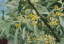 Elaeagnus angustifolia wąskolistna. Łatwa w uprawie na zewnątrz. 60 nasion 2