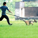 Elastisk hundesnor til løb om livet Hands Free Reflekterende snor med justerbart bælte og støddæmper Komfortabel styring under sport 2