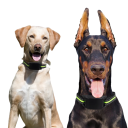 Elektrisches Hundetrainingshalsband, Anti-Bell-Halsband, einstellbarer Schockton, über USB wiederaufladbar, 7 Intensitätsstufen, Trainingshalsband, 6 V 3