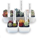 Ensemble de 100 étiquettes en plastique pour plantes 5 cm Étiquettes blanches pour pots de fleurs et parterres Résistantes à l'eau, étiquettes 4