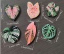 Ensemble de 6 pcs de magnets feuilles de plantes décoratifs rose et vert pour réfrigérateur tableau d'affichage maintien de notes et photos 2