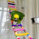 Ensemble de jouets pour oiseaux 10 pièces 3