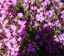 Erica australis Španělské vřesoviště Stálezelený keř Snadné pěstování venku 5000 ks semínek 1