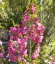 Erica australis Španielske vresoviská Stálezelený ker Jednoduché pestovanie vonku 5000 ks semienok 2