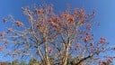 Erythrina Variegata -siemenet 5 kpl Punaiset Kukat Vihreäkeltaiset Lehdet Koristepuu Kotona Ja Puutarhassa 3