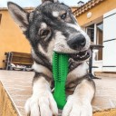 Escova de dentes para cães 2