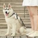 Estojo para sacos de excrementos de cães C891 3