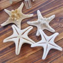 Estrella de mar natural 2