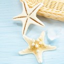 Estrella de mar natural 3