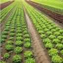 Estrutura de estufa em arco 5