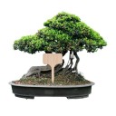 Étiquettes pour plantes en pots 10 pcs 3