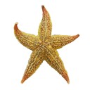 Étoile de mer naturelle 2 pcs 2