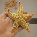 Étoile de mer naturelle 2 pcs 3