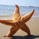 Étoile de mer naturelle 2 pcs 5