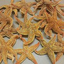 Étoile de mer naturelle 2 pcs 6
