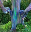 Eucalyptus Deglupta Eukaliptusz Szivárványos 1000 db Duhás Kéreg Zöld Levél Díszfaként Kertbe Ültetéshez 2