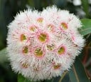 Eukaliptusz Eucalyptus Camaldulensis 600 db Zöld Levelek Világos Kéreg Díszfaként Kertbe Ültetéshez 3
