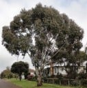 Eukaliptusz Eucalyptus Viminalis 1000 db Zöld Levelek Világos Kéreg Magas Díszfaként Ültethető Eukaliptusz Kertbe 1