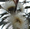 Eukalyptus Globulus Blaugummibaum 100 Stück Weiße Blüten Grüne Blätter Zierbaum Für Den Anbau Im Garten 4