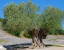 Európai olajfa Olea europaea örökzöld fa Könnyen termeszthető a szabadban 30 mag 2