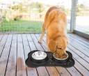 Feeding Bowls with Mat 4