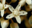 Fehér sedum Sedum album évelő növény Könnyen termeszthető a szabadban 70 mag 2