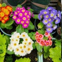 Fertilizante microbiano contra nematodos 50 g microbiano púrpura para la protección de las raíces de las plantas en el suelo con cuchara dosificadora 3