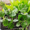 Fertilizzante organico microbico in polvere 50 g solubile in acqua per diluizione con acqua e applicazione su foglie e terreno delle piante 3