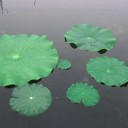 Feuille de nénuphar en plastique 1