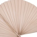Feuille de palmier séchée 3