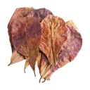 Feuilles de l'apicale droite pour aquarium 50 pcs 1