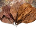 Feuilles de l'apicale droite pour aquarium 50 pcs 2