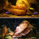 Feuilles de l'apicale droite pour aquarium 50 pcs 4