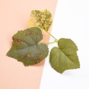 Feuilles décoratives artificielles 10 pcs 3
