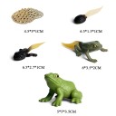 Figurines cycle de vie de la grenouille 5 pcs 2