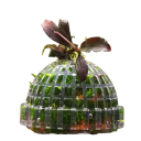 Filtro a spugna per acquario in plastica 5 cm Supporto semisferico per alghe per decorazione acquario Pulizia dell'acqua Filtrazione e coltivazione di alghe marine 2