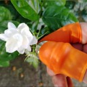 Fingerbeskyttelse ved beskæring af planter 3