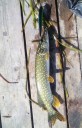 Fiskekrog - Fisk 2